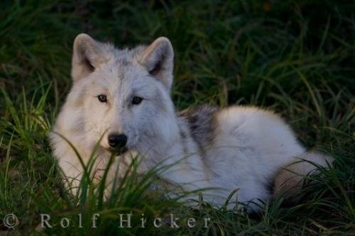 Photo: 
Arctic Wolf Picture Quebec Wildlife Park