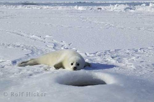 Photo: 
Arctic Seal