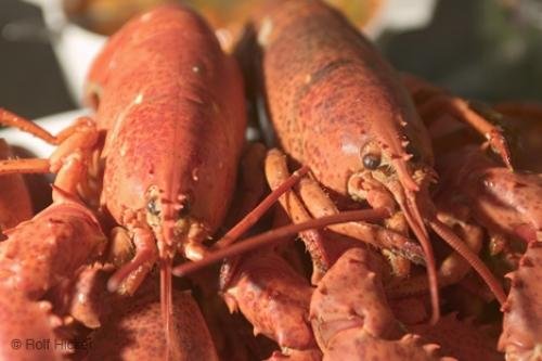 Photo: 
Atlantic Lobsters Canada