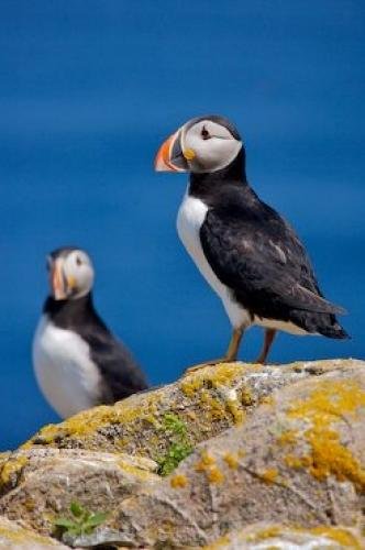 Photo: 
Atlantic Ocean Sea Birds Puffins