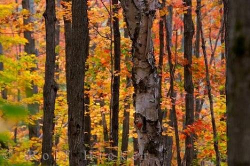 Photo: 
Autumn Woods Algonquin Provincial Park Ontario