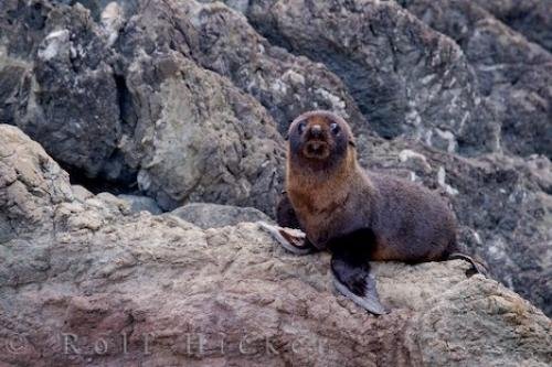 Photo: 
Baby Fur Seal Cape Palliser