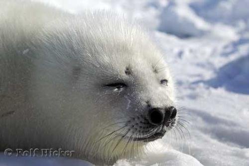 Photo: 
Baby Seal Sleeping