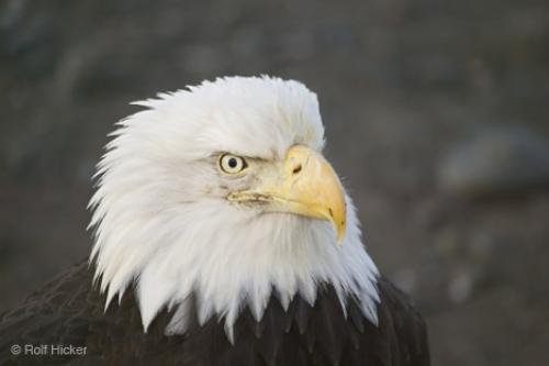 Photo: 
Head Portrait bald eagle images