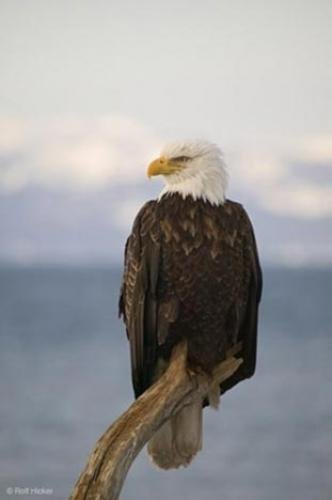 Photo: 
Mature Adult Bald Eagle Picture