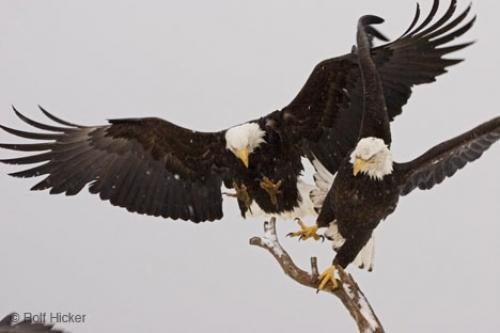 Photo: 
Bald Eagles Fighting