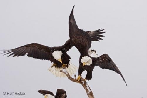 Photo: 
American Eagles Fighting