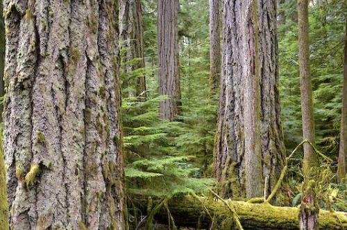 Photo: 
BC Old Growth Forest Cathedral Grove