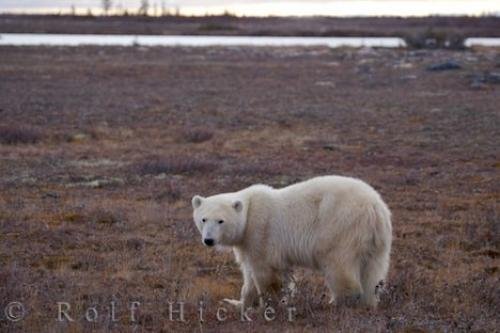 Photo: 
Polar Bear In Landscape Hudson Bay Canada