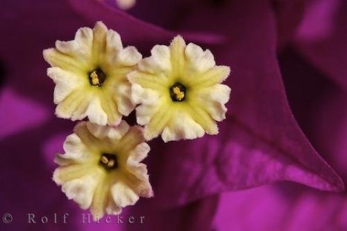 Photo: 
Beautiful Purple Bougainvillea Flower Picture