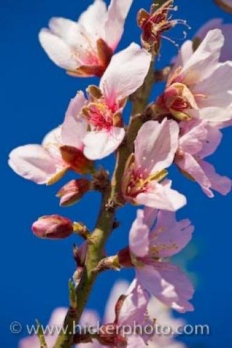 Photo: 
Blossoming Almond Tree Pink Spring Flowers