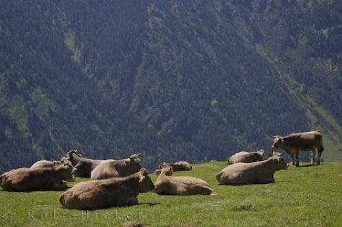 Photo: 
Bonaigua Pass Cows