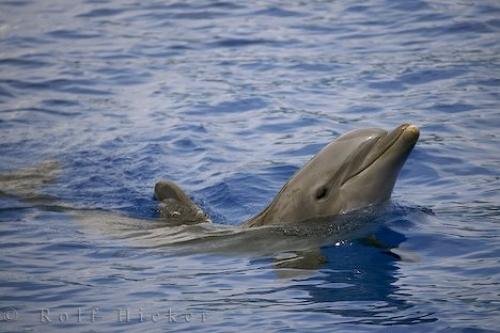 Photo: 
Bottlenose Dolphin Tursiops Truncatus Valencia Spain