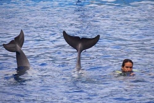 Photo: 
Bottlenose Dolphins Tail Flukes Valencia Aquarium