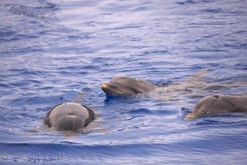 Photo: 
Bottlenose Dolphins Group L Oceanografic Valencia