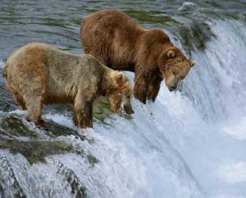 Photo: 
Brown Bears Fishing Katmain National Park