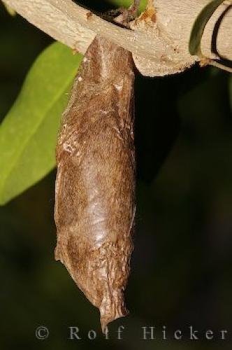 Photo: 
Butterfly Cocoon Picture