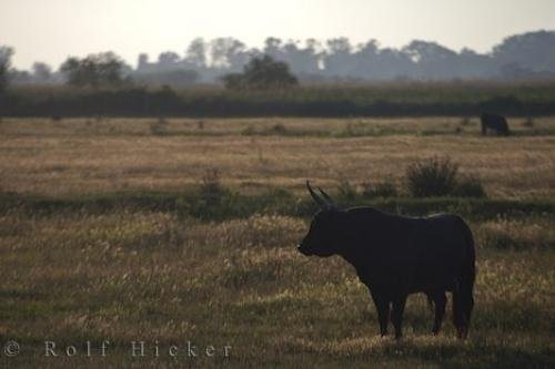 Photo: 
Bull Picture Camargue Bouches Du Rhone Provence France
