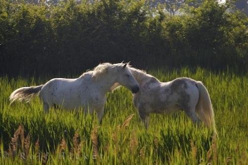 Photo: 
Camargue Horses France