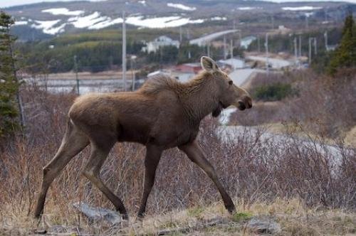 Photo: 
Canada Moose Newfoundland