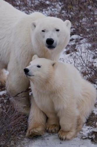 Photo: 
Churchill Wildlife Management Area Polar Bears