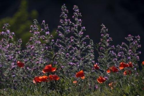 Photo: 
Colorful Wildflowers