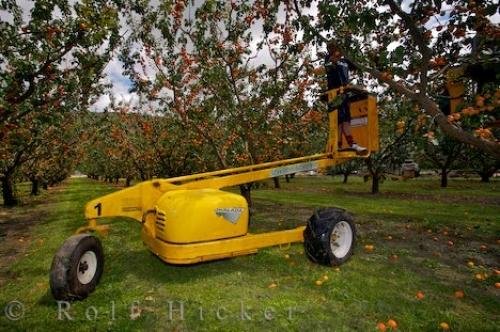 Photo: 
Commercial Apricot Picker Central Otago New Zealand