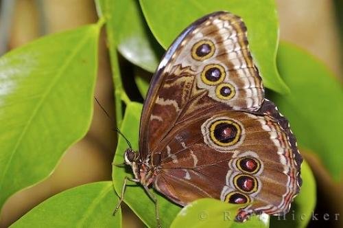 Photo: 
Common Blue Morpho Butterfly