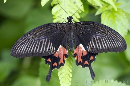 Photo: 
Common Mormon Butterfly
