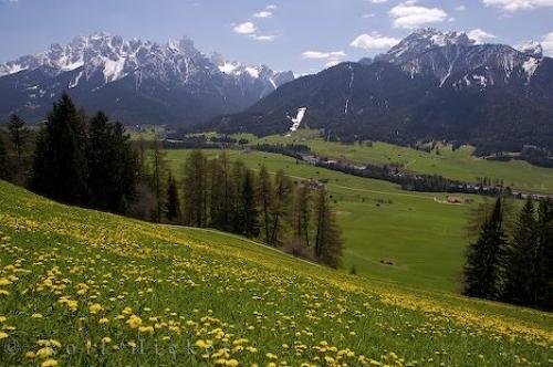 Photo: 
Countryside Dandelions Italy