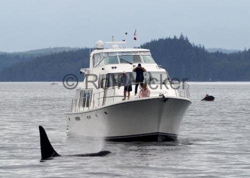 Photo: 
private whale watching tours