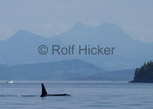 Photo: 
BC Whale Watching Mountain Scenery