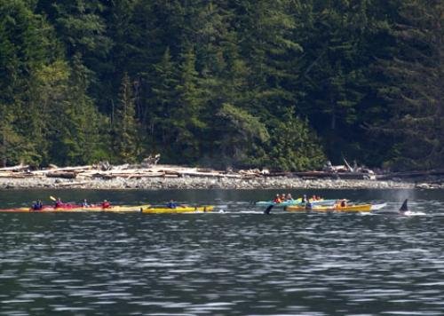 Photo: 
Kayaking Tours Whale Watching British Columbia