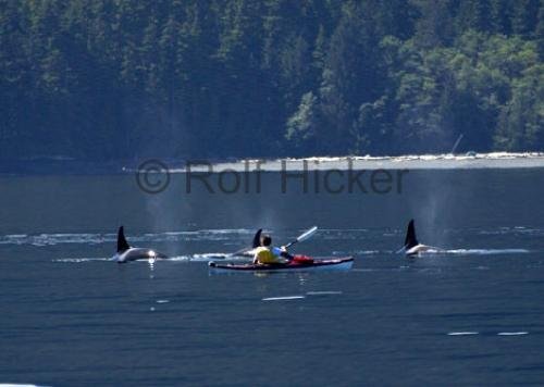 Photo: 
kayaking orca