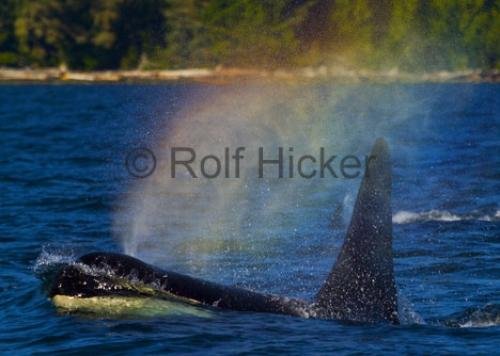 Photo: 
Orca Whale Rainbow