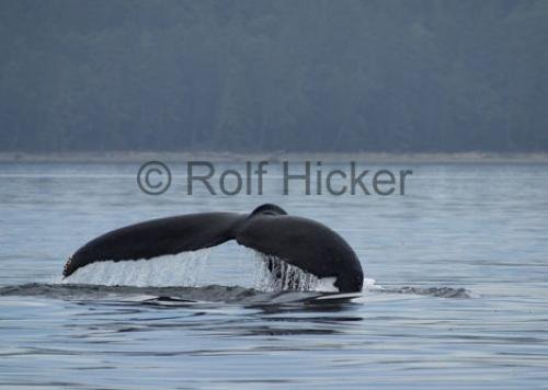 Photo: 
Humpback Whale Tail