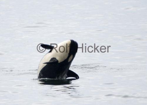 Photo: 
Orcas Playing Orca Baby