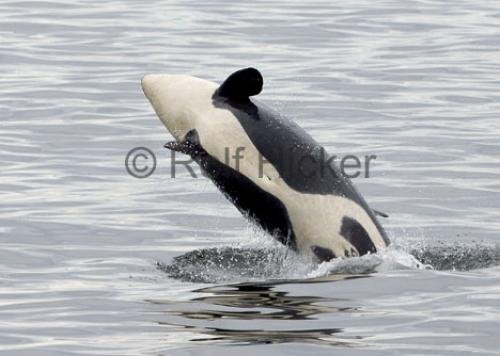 Photo: 
Orca Whales CRW 8600