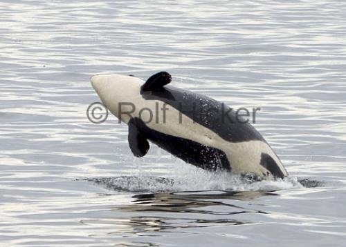 Photo: 
Killer Whales CRW 8603