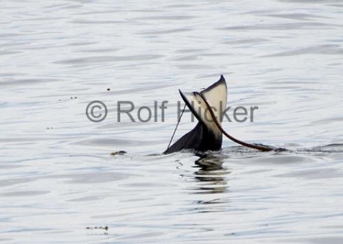 Photo: 
Killer Whales CRW 8653