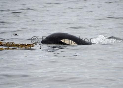 Photo: 
Killer Whales CRW 8697