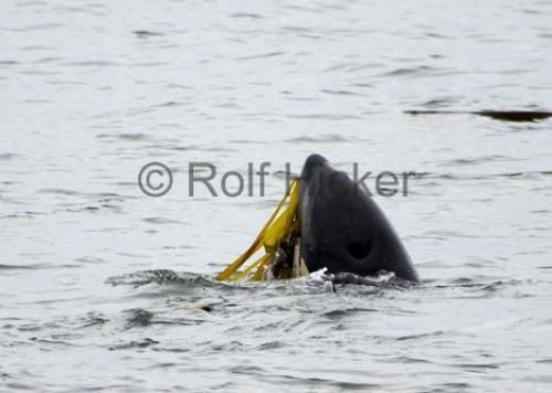 Photo: 
Killer Whale Kelp
