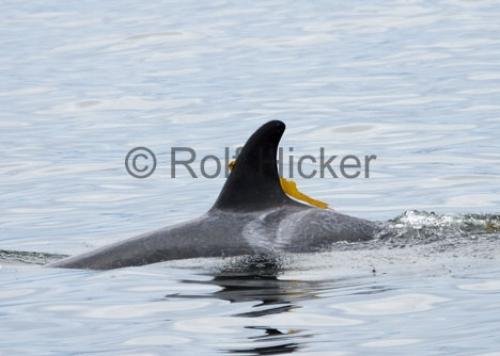 Photo: 
Killer Whales CRW 8741