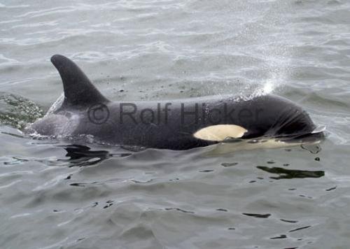 Photo: 
Orca Whales CRW 8766