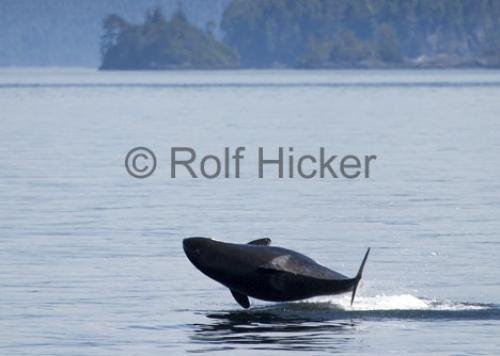 Photo: 
Orca Whales CRW 8949