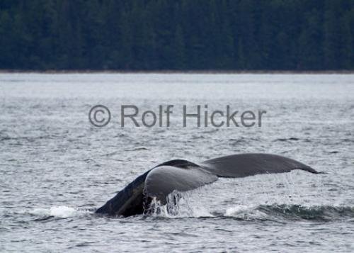 Photo: 
Humpback Whale CRW 9212