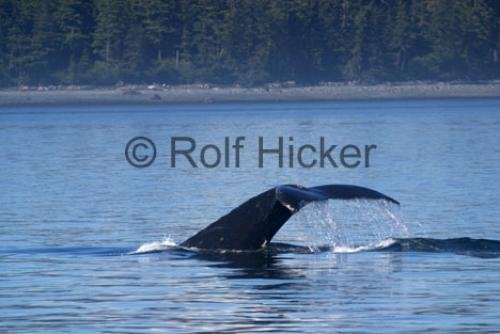 Photo: 
Humpback Whale Tail Canada