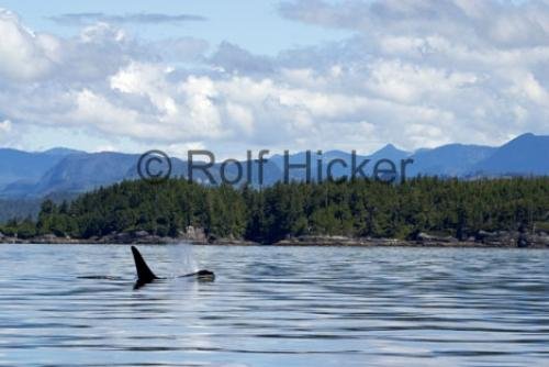 Photo: 
Orca Whales CRW 9678