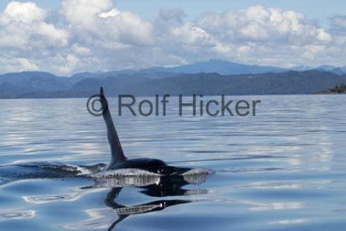 Photo: 
Orca Whales CRW 9715