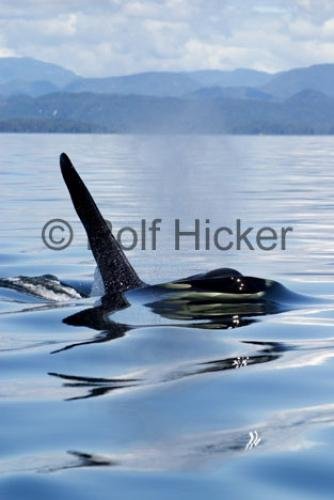 Photo: 
Killer Whales CRW 9726